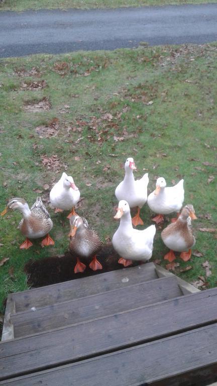Hebergement dans un Domaine à Litteau Esterno foto